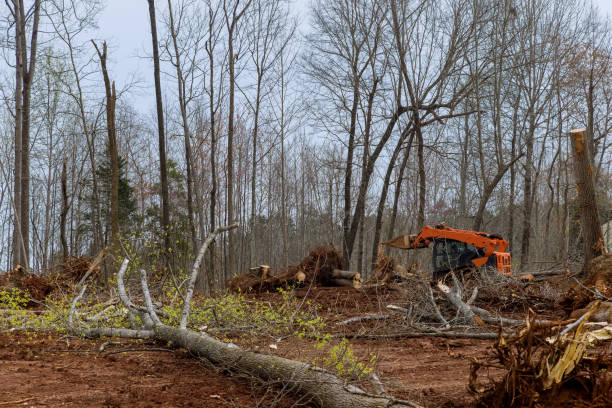 Best Stump Grinding and Removal  in New Vienna, OH